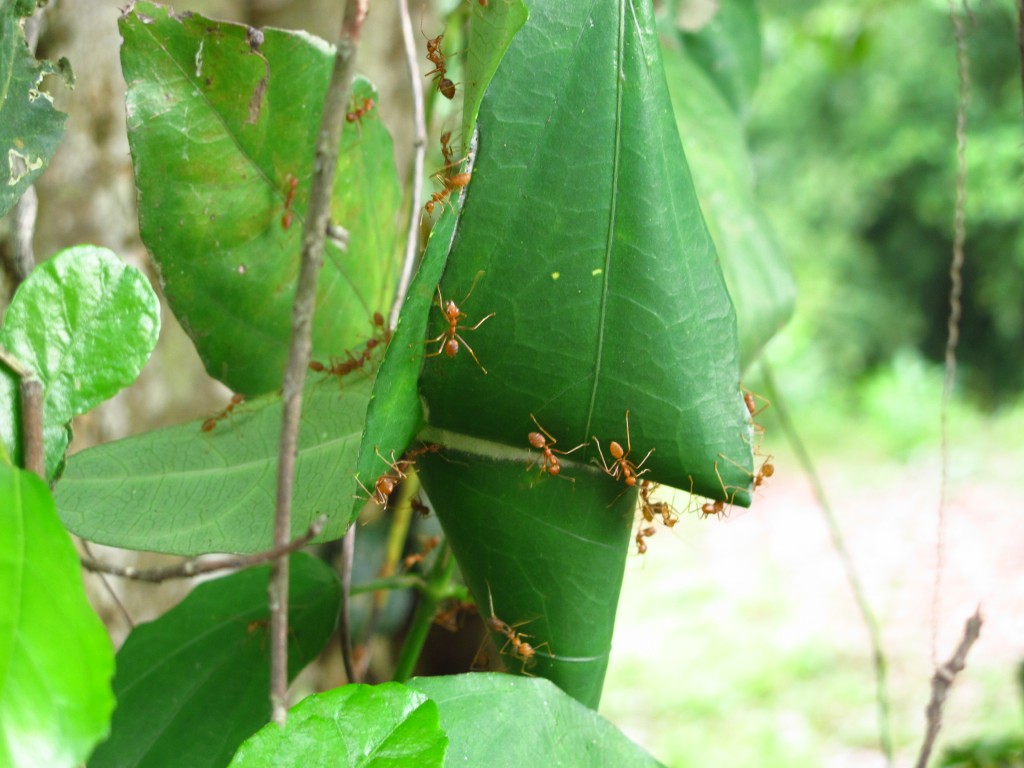 edible ants, but if you're not quick enough they'll bite the inside of your cheek