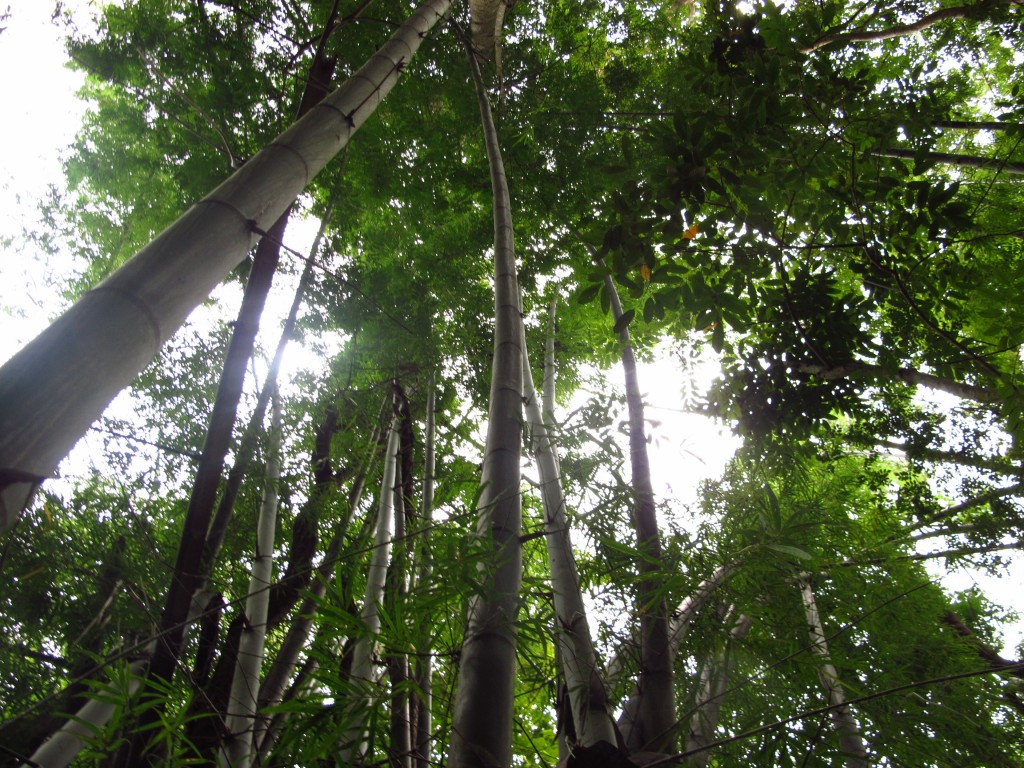 bamboo forest